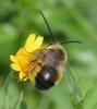Eucera nigrilabris